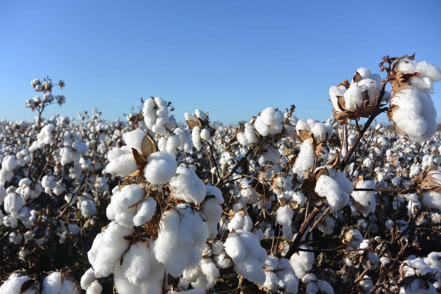 Australian cotton field - Yarn Road